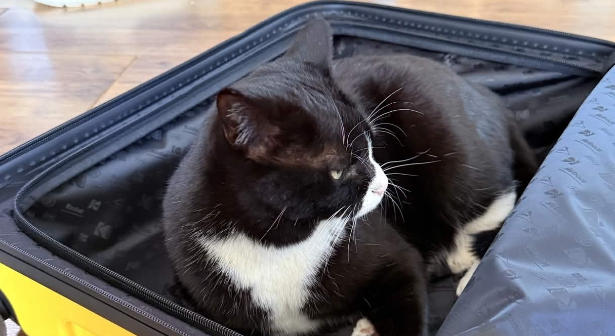 猫でもわかるGitの使い方 バナー